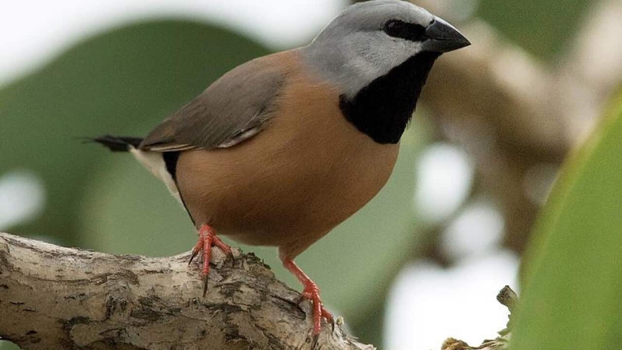 A southern black-throated finch