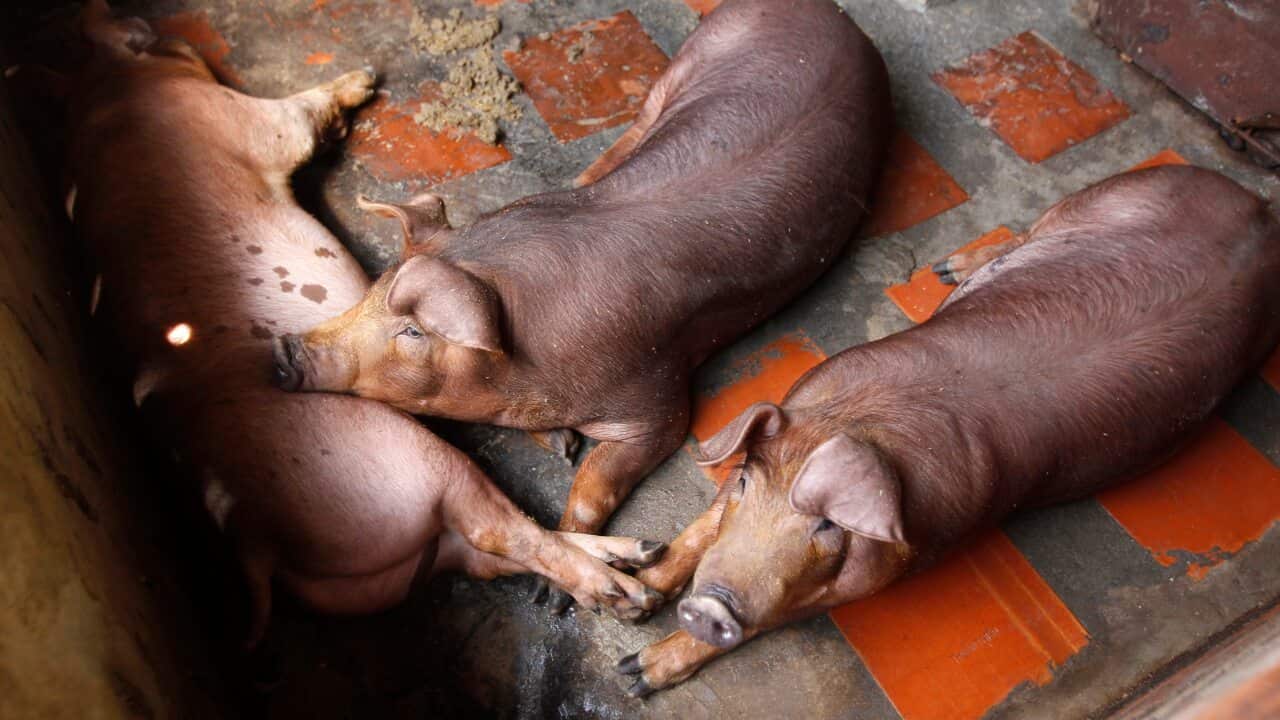 Pigs waiting for food in Ta Prum village outside Phnom Penh, Cambodia, Thursday, June 20, 2019.