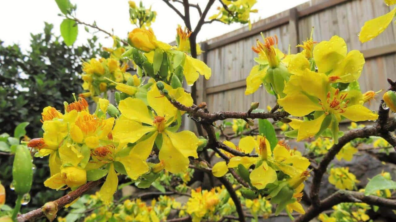 Ochna integerrima - Vietnamese yellow Mai flower
