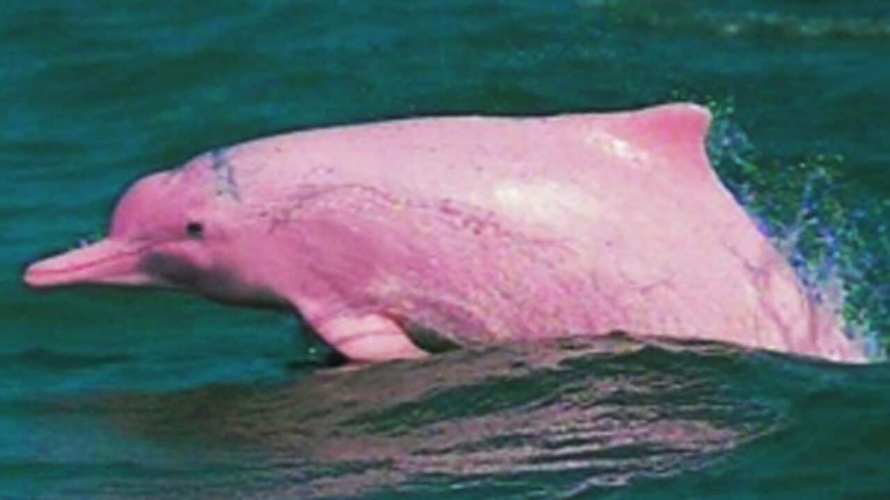 The pink dolphins of Hong Kong SBS News
