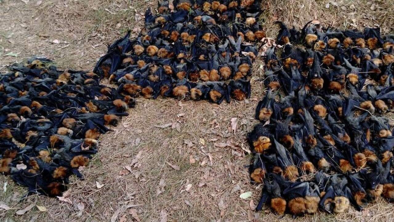 Hundreds of dead bats.
