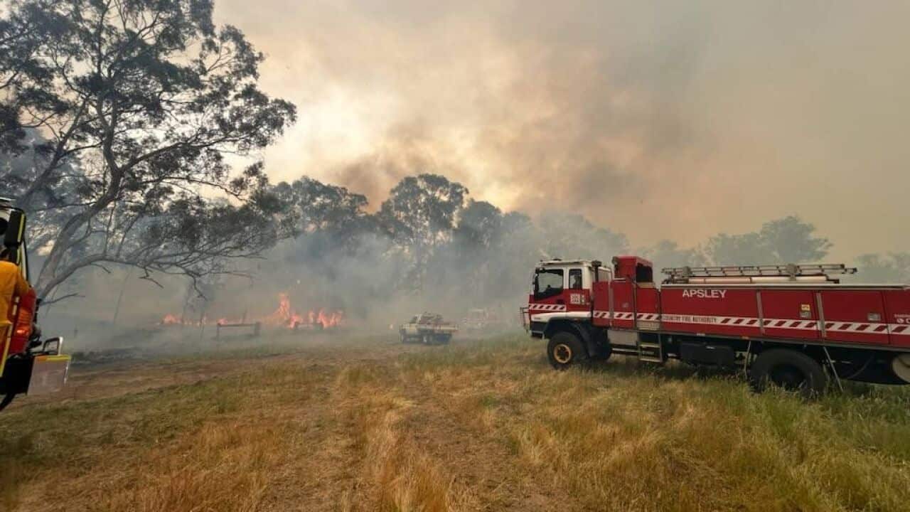 Bushfire burns through a forest