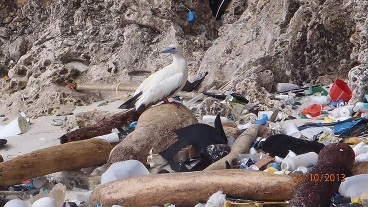 A bird with rubbish on Christmas Island.