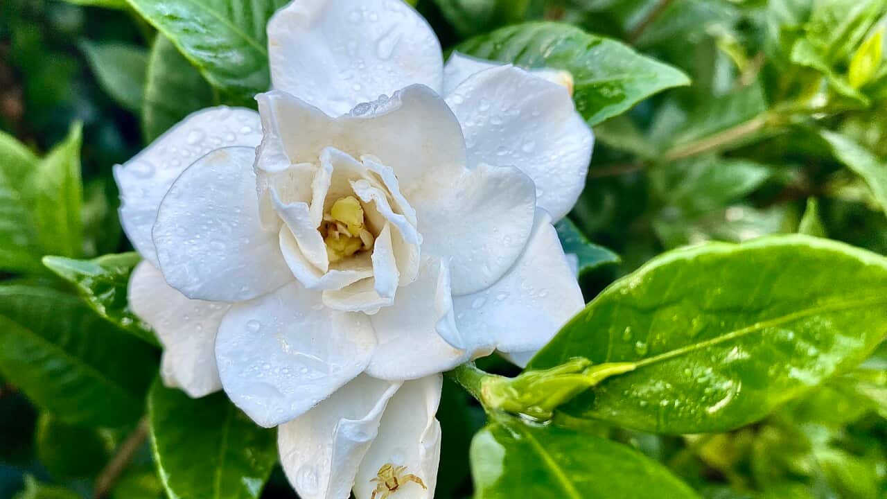 Gardenia Flower