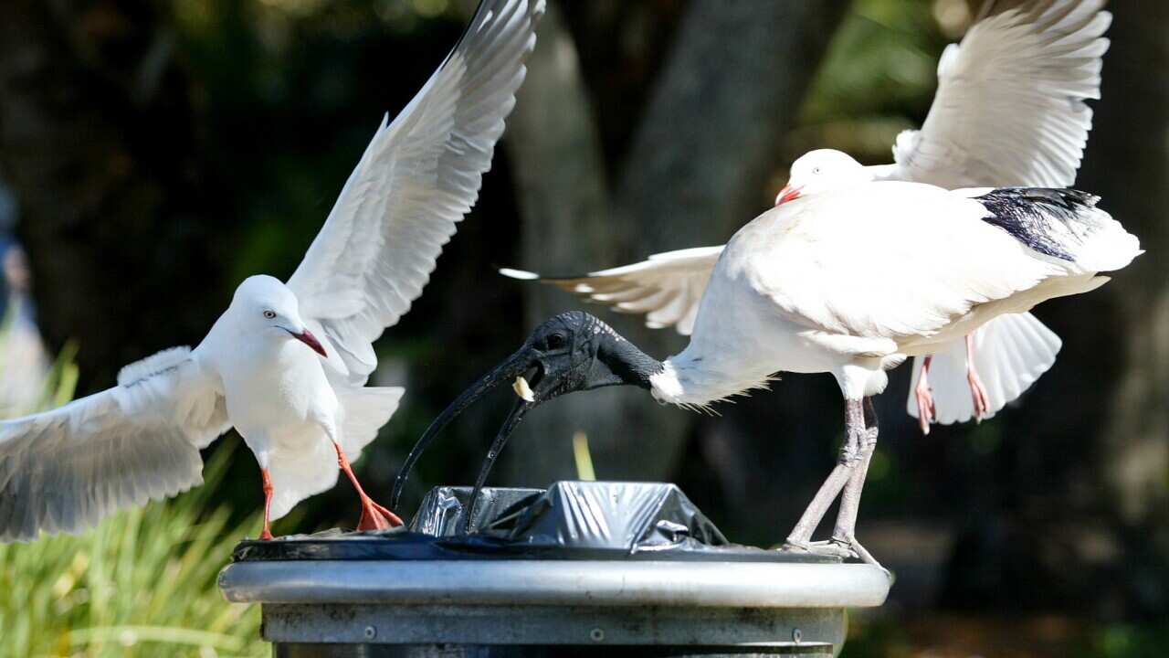 An Australian white ibis eating food from a rubbish bin. Two seagulls are either side of it