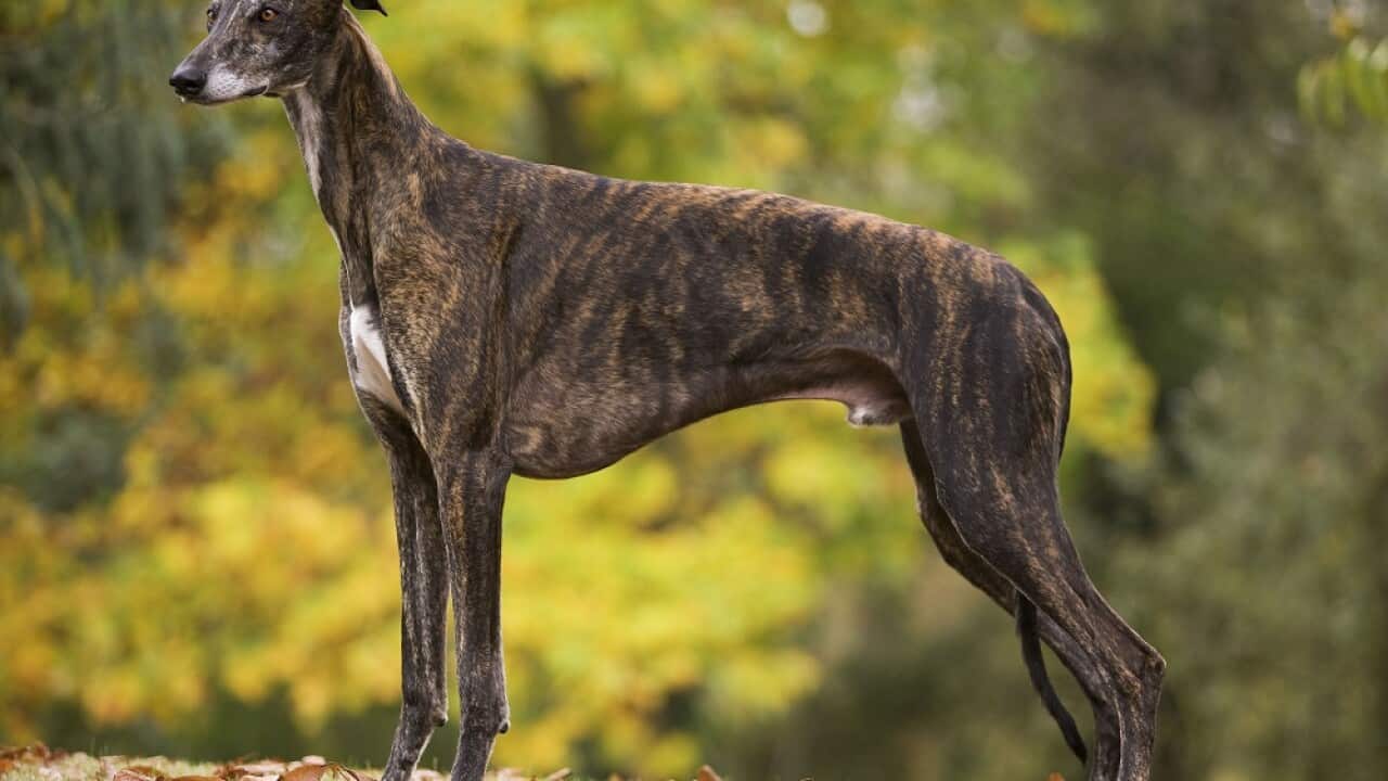 Dog - Greyhound outside