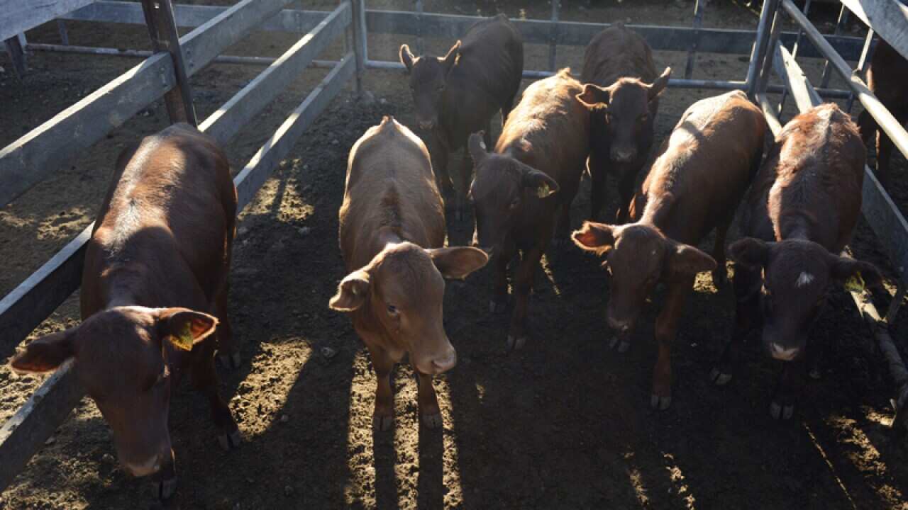 Cattle await auctioning at a cattle yard in Dalby, west of Brisbane