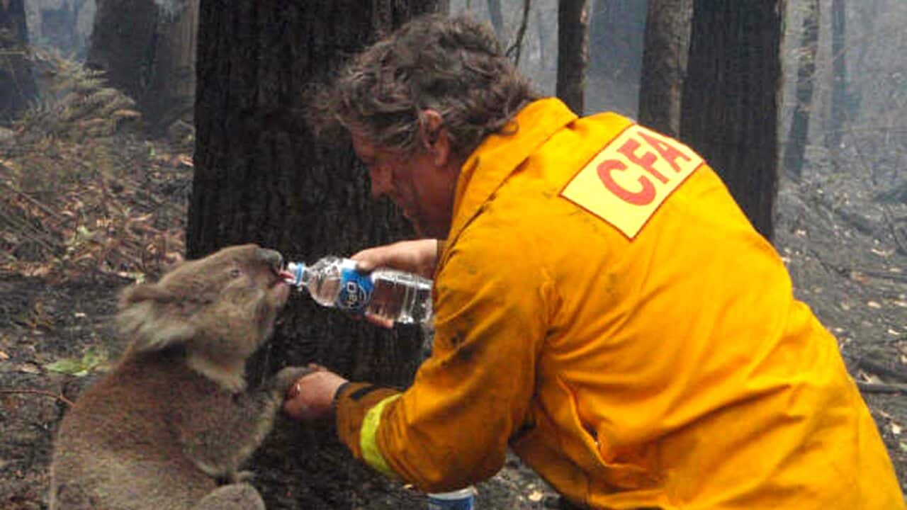 CFA firefighter David Tree shares his water with an injured koala.