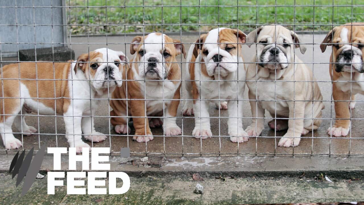 puppy farm ban, adopt don't shop