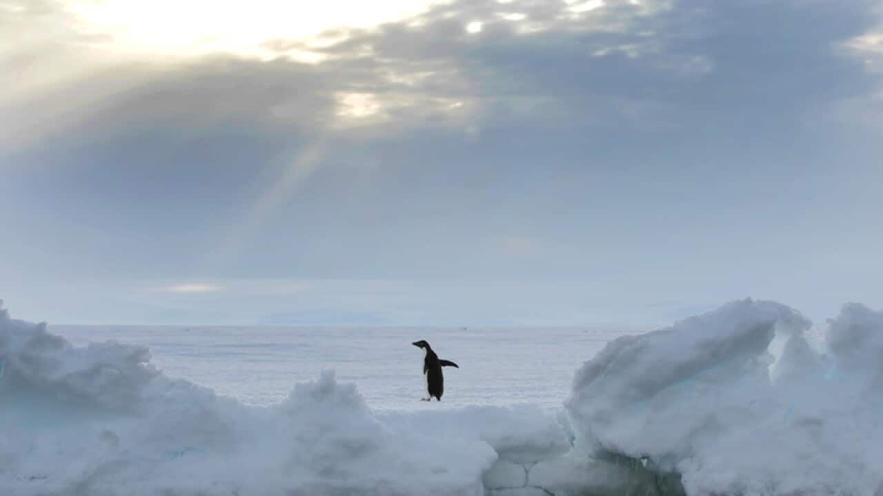 Un pingouin de la terre Adélie