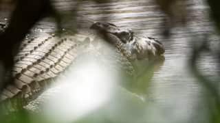File photo of Old Faithful crocodile