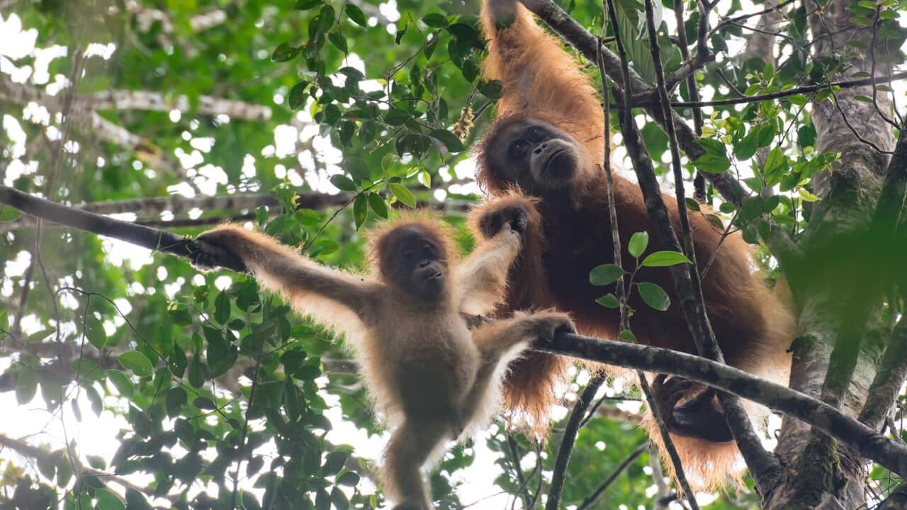 Copy of 15. ORANGUTAN TAPANULI 3 (COPYRIGHT ADITYA SUMITRA FOR IMAGE DYNAMICS _ MIGHTY EARTH).jpg