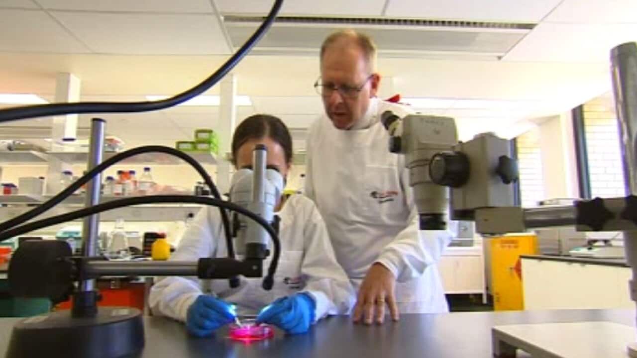 The therapy has found an intravenous delivery of placental stem cells could reduce brain injury.