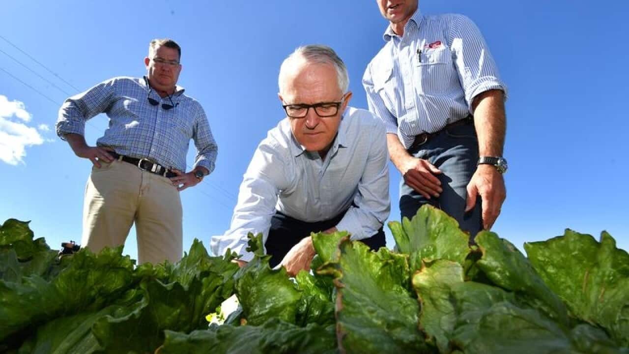 PM Malcolm Turnbull (centre) seen looking over the lettuce crop.