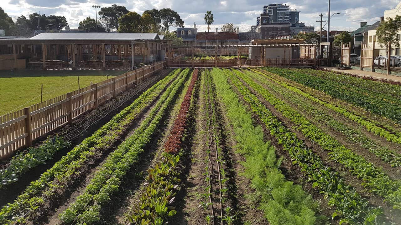 Pocket City Farms