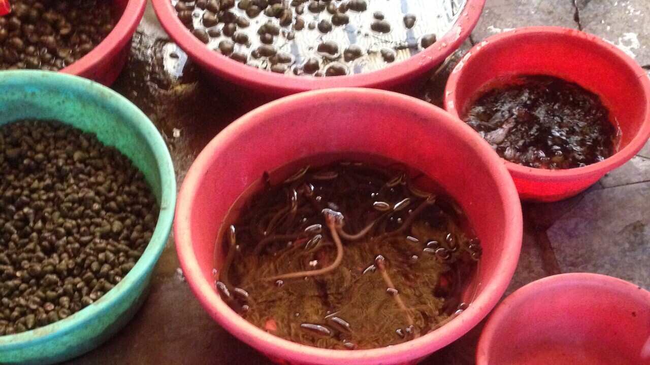Live items for sale at a market in Yanghuo, China