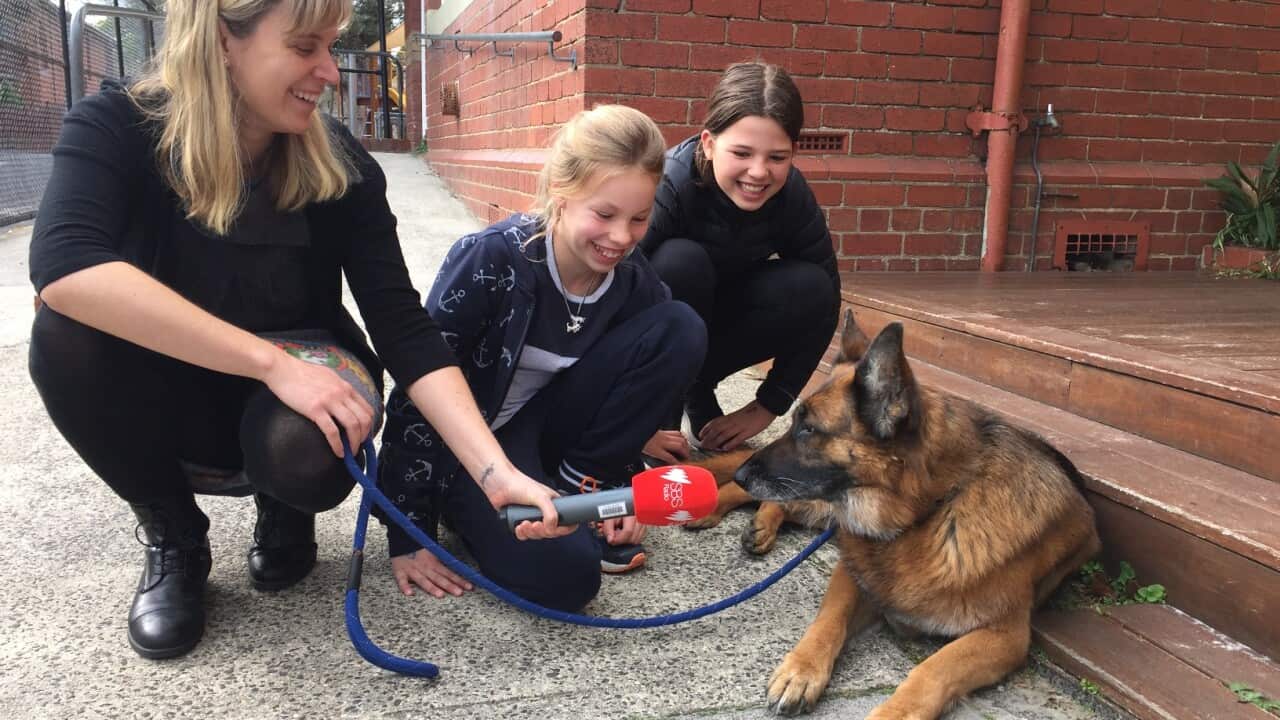 Kaya German Therapy Dog Deutsche Schule Melbourne