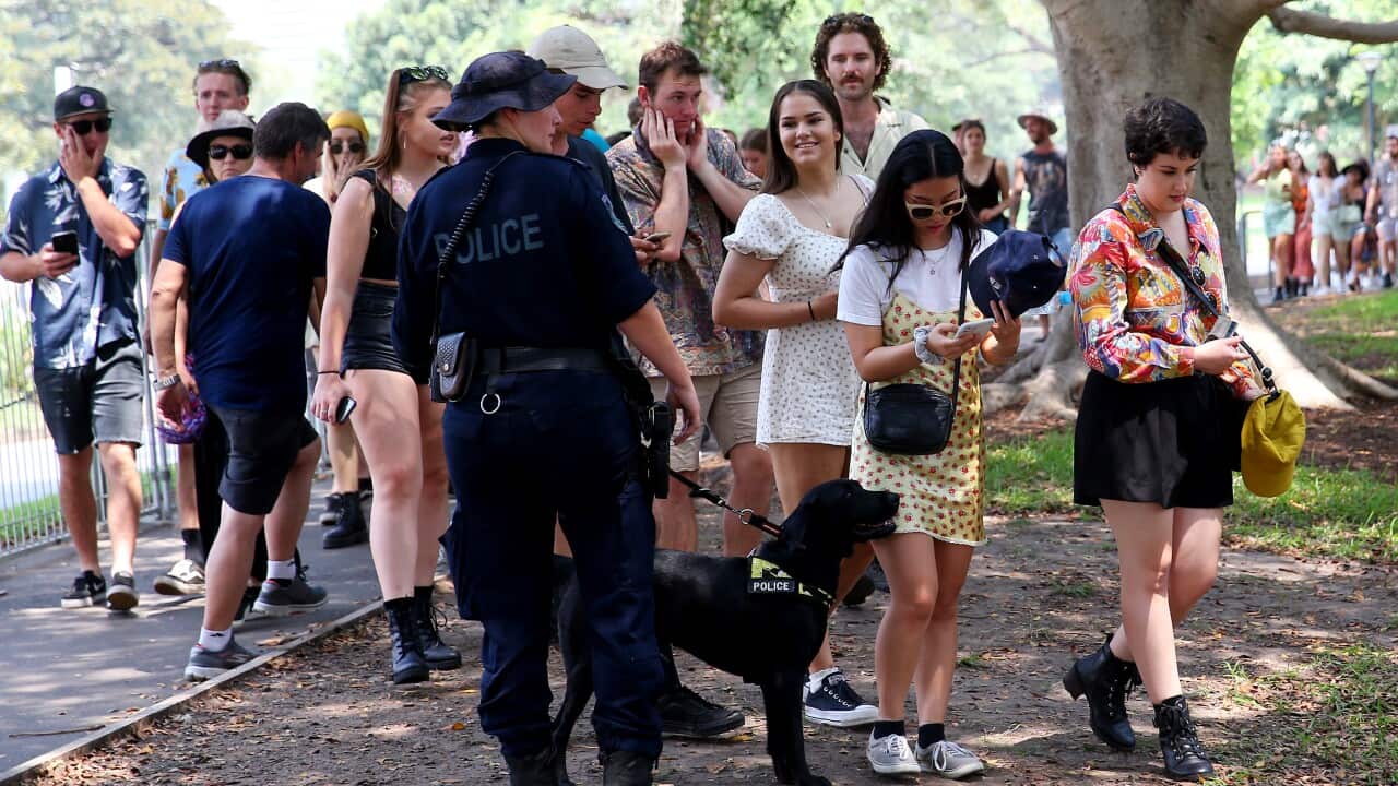 Police with sniffer dogs are seen near people at a music festival in Sydney, Australia.