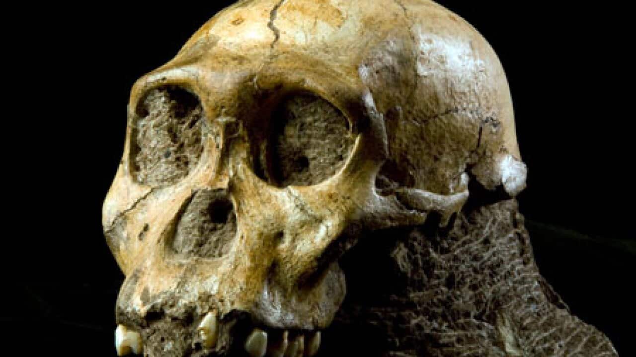 hominid_L_100409_ap_2008946393