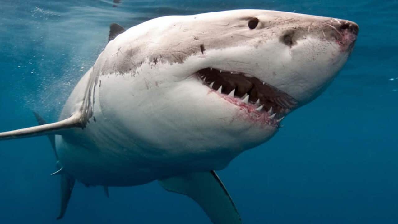 A great white shark.