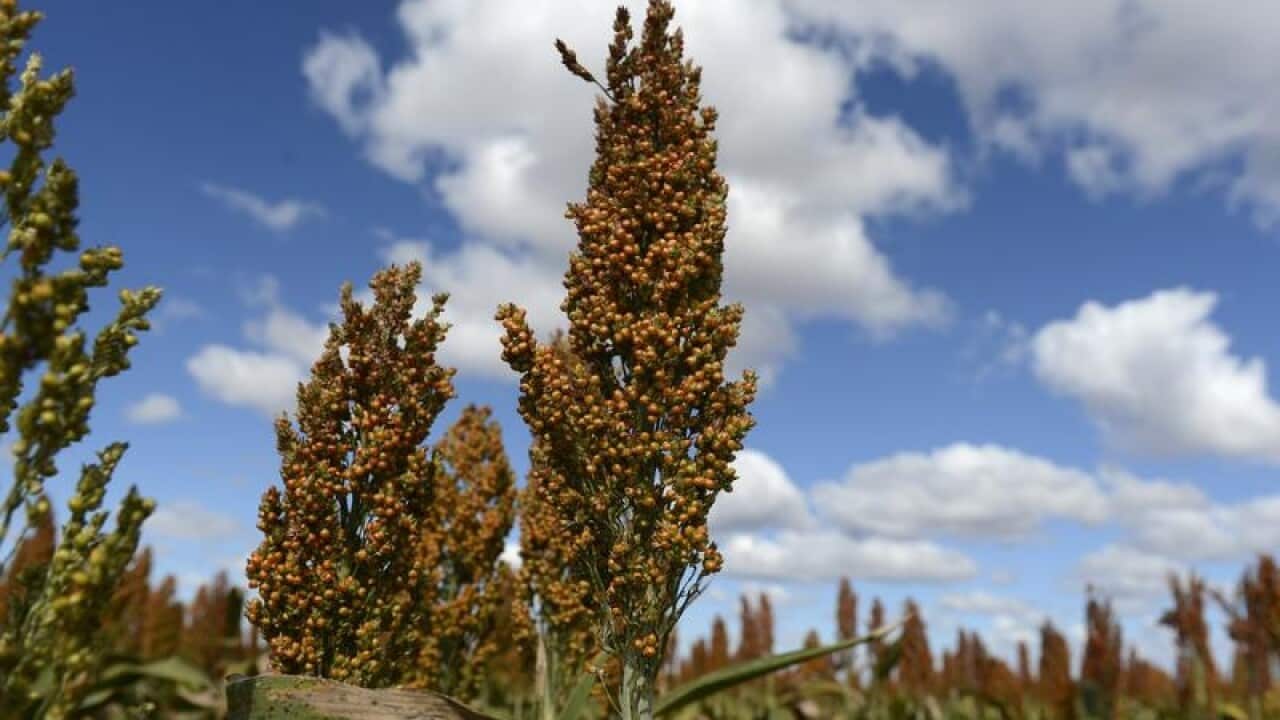 A field of sorghum seen near Dalby, west of Brisbane.