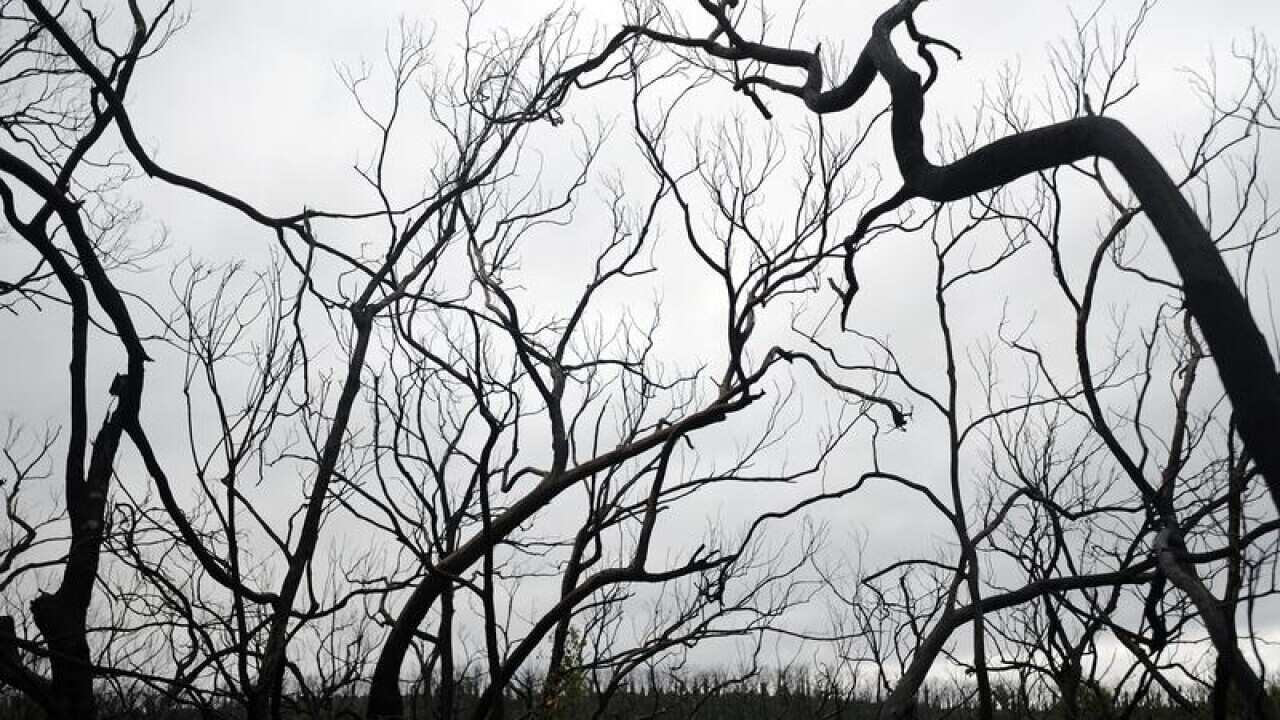 Areas of the 2009 Black Saturday bush fires in King Lake.