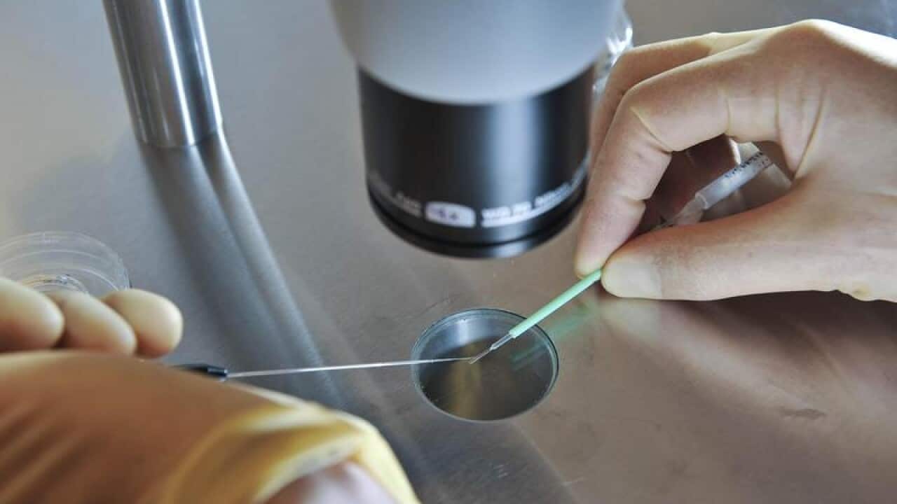 A scientist works during an IVF process