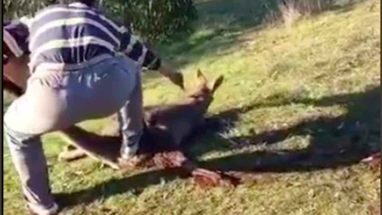 Kangaroo attack