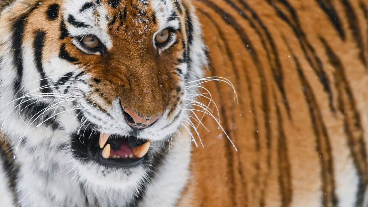 Siberian tiger
