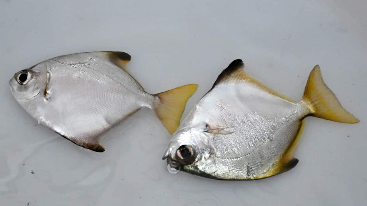 Two silver fish with yellow fins