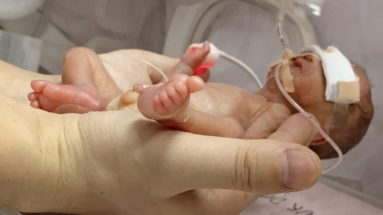 CHINA NEWBORN BABIES YEAR OF PIG