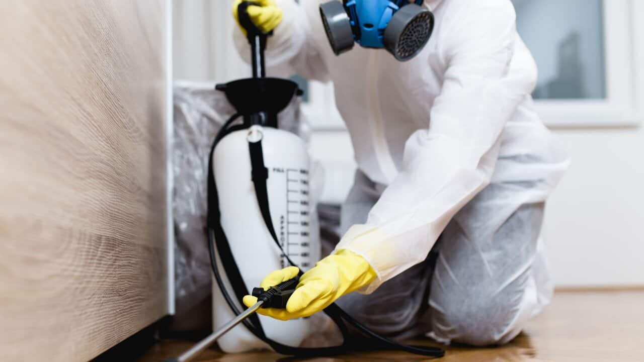 Exterminator working