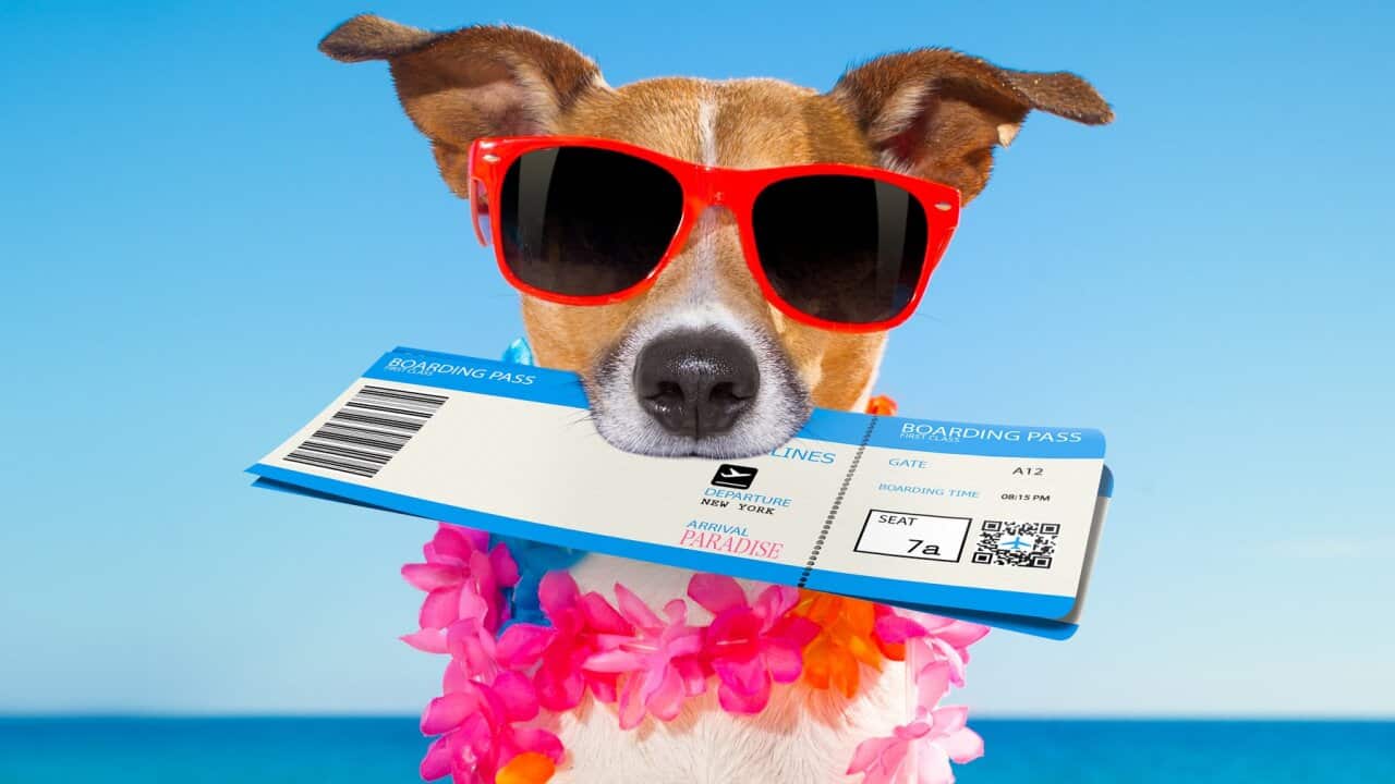 chek in boarding pass summer dog