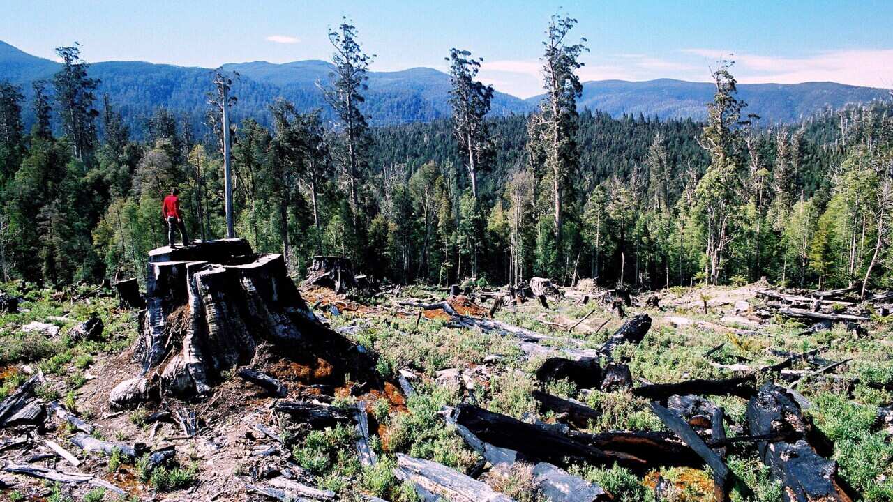 An area of the Tasmania's Styx forest after logging has taken place - AAP-1.jpg