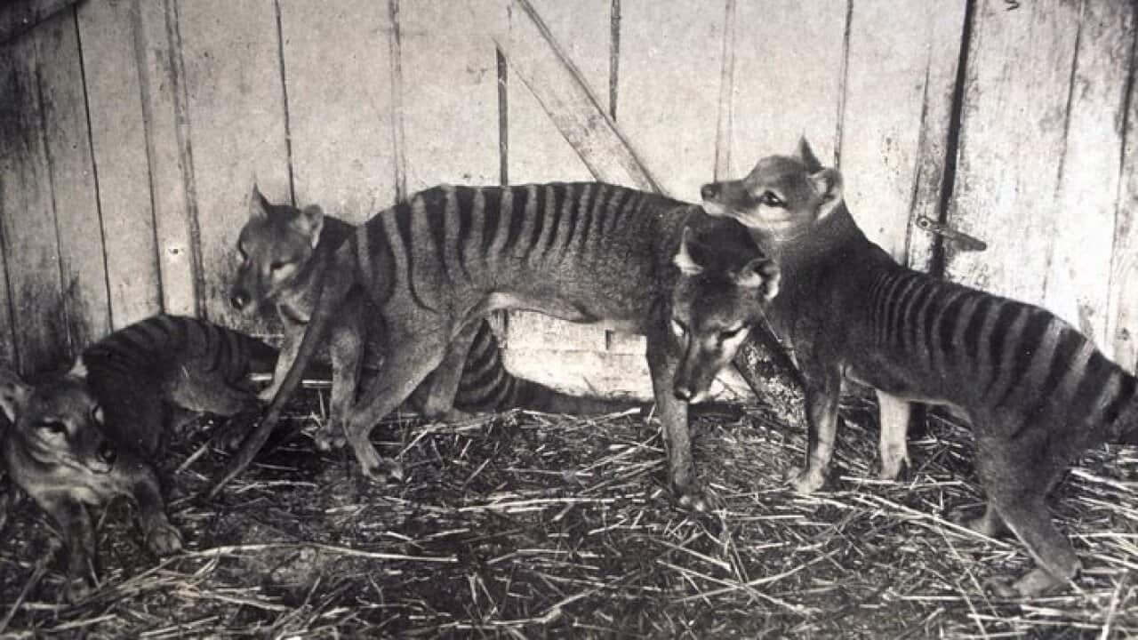 young thylacines or Tasmanian tigers held in captivity, 1936