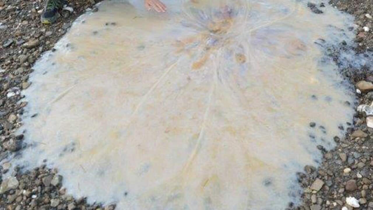 A jellyfish washed up on a beach in Hobart