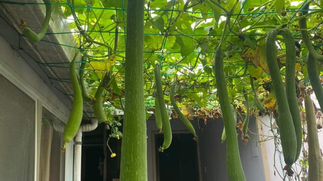 gian muop main photo.jpg