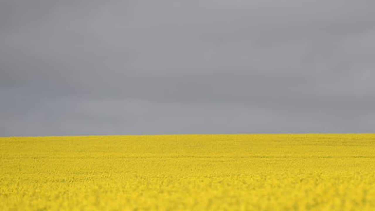 Canola field in the NSW Riverina area
