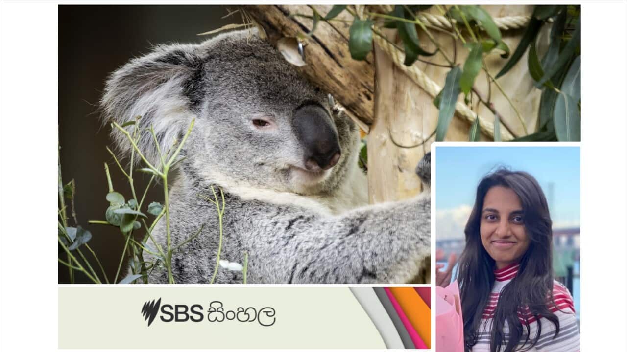 'Koala': Amazing facts you didn't know about animals native to Australia - part 3