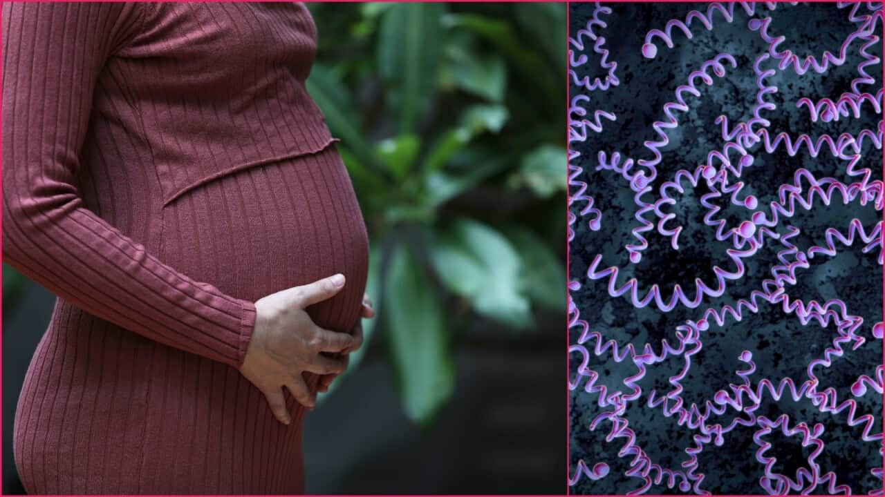 A pregnant woman in a ribbed maroon dress, cradling her belly with both hands / Illustration of Treponema pallidum bacteria, which causees syphilis