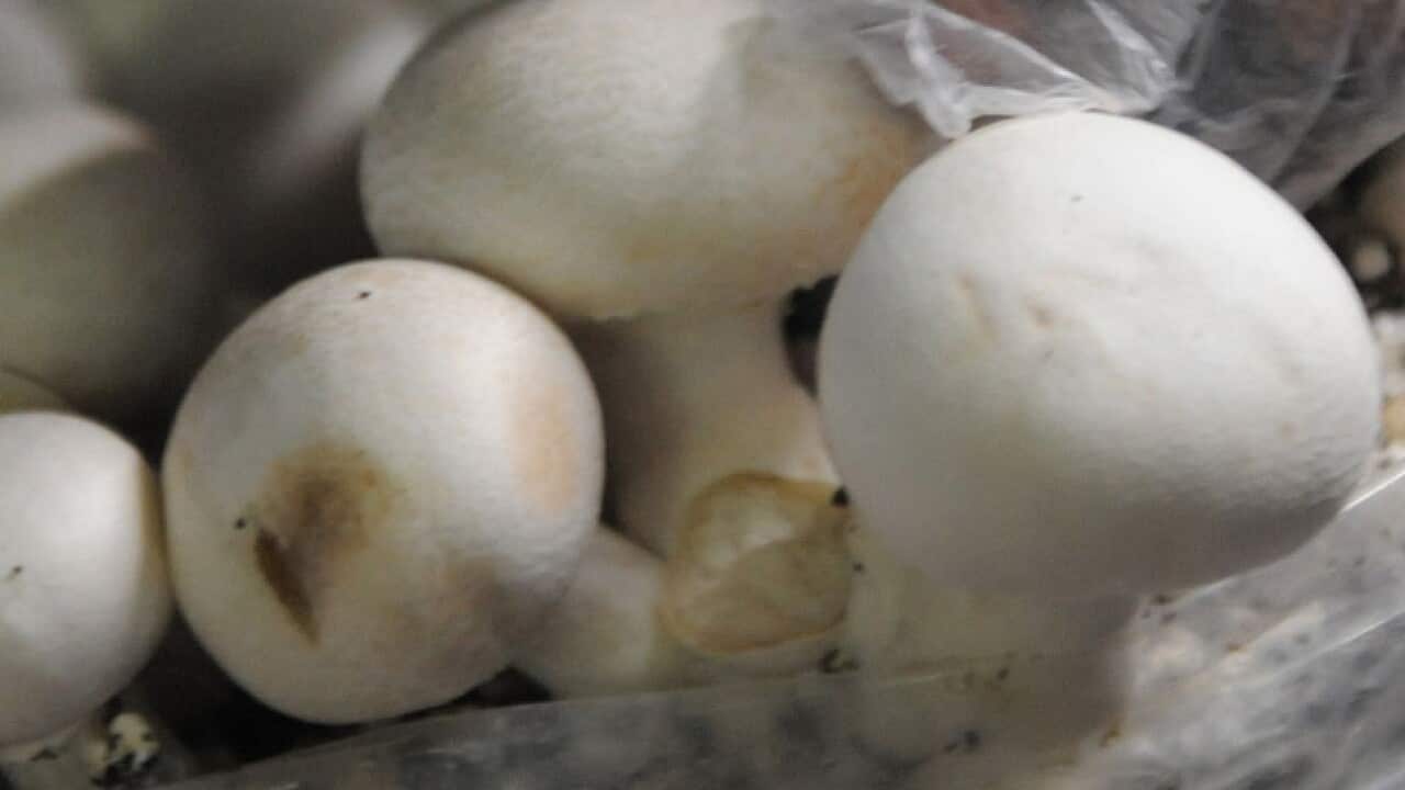 mushrooms_generic_1_120529_getty_500970964