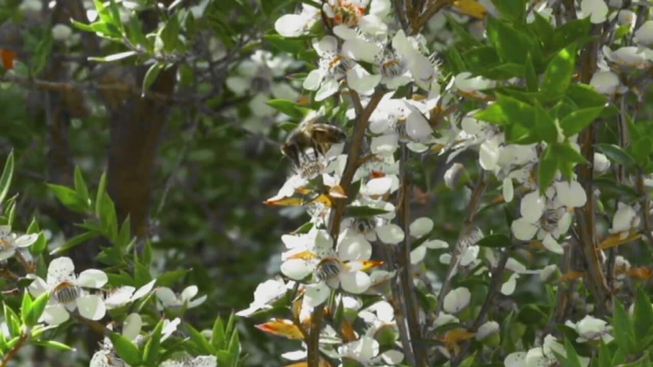 Image of a bee and manuka tree
