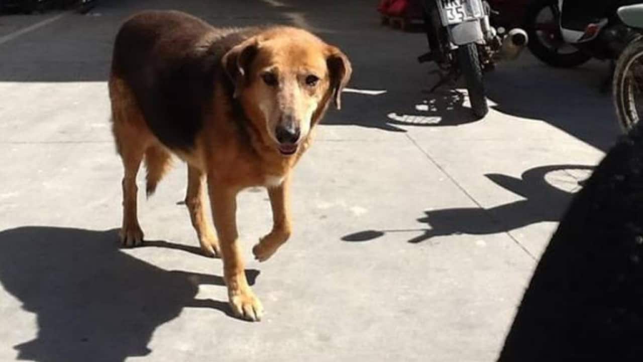 The Hatchiko of Crete