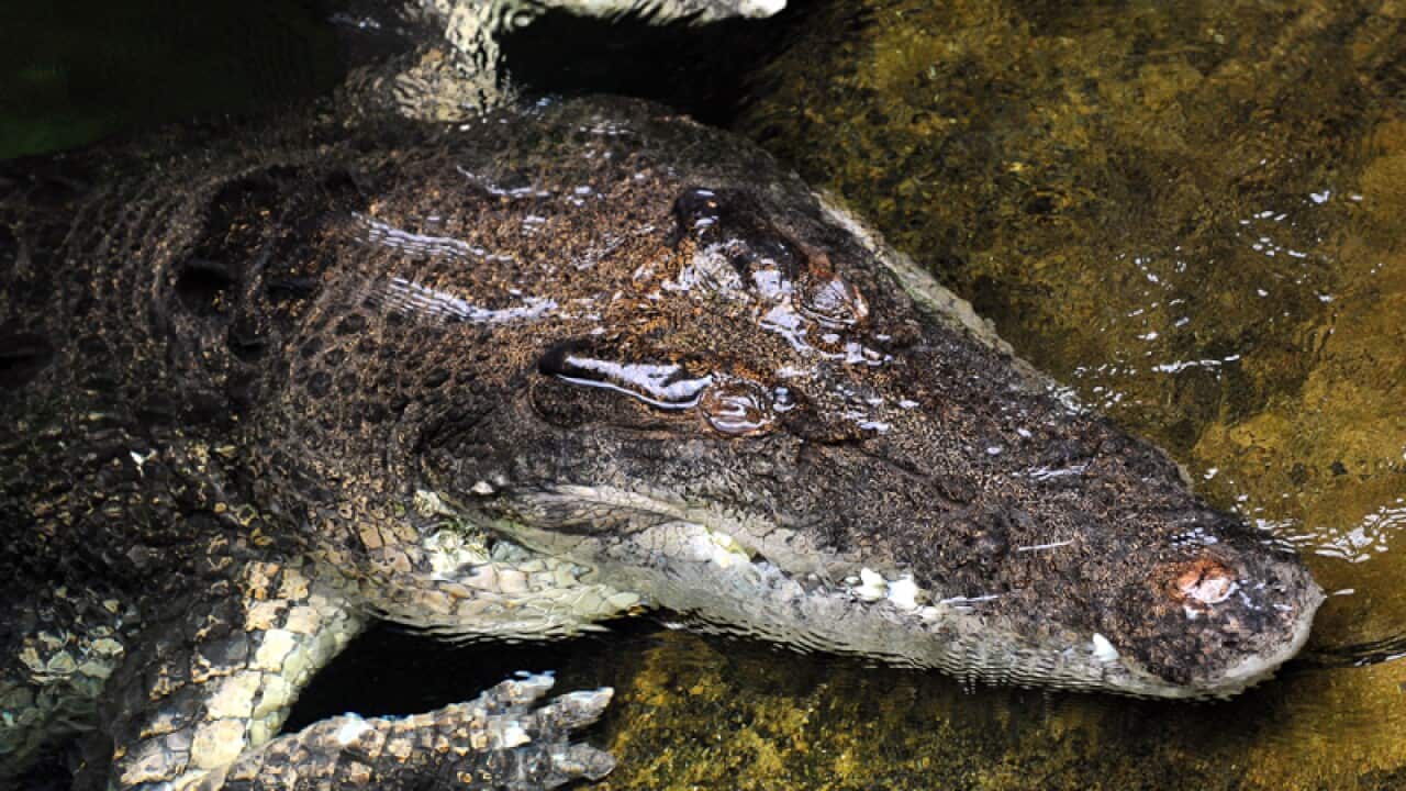 A crocodile