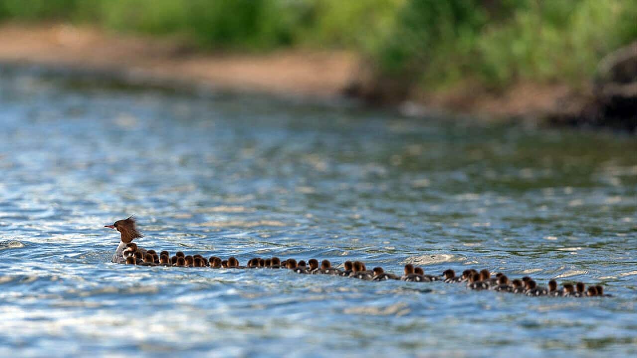 Dozens of common merganser ducklings follow a single hen on Lake Bemidji in Bemidji, Minn.