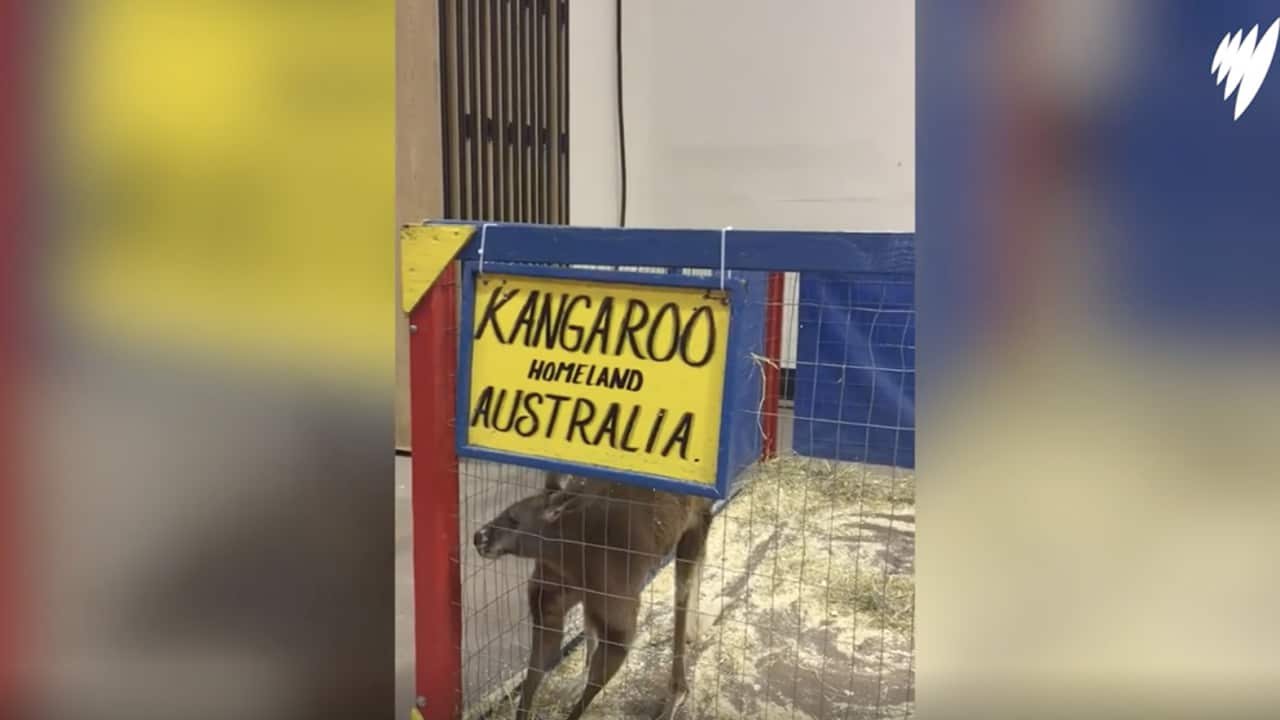 Activist call for rescue of caged Kangaroo in the US