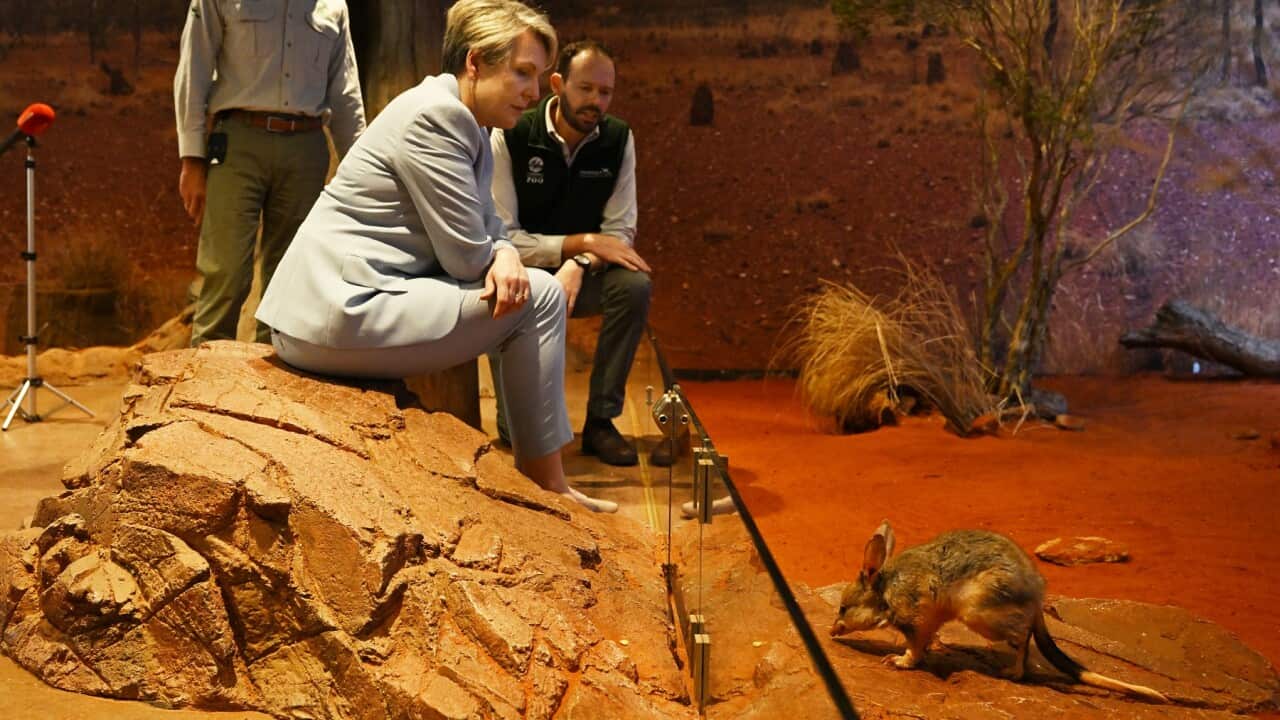 A bilby meets environment minister Tanya Plibersek