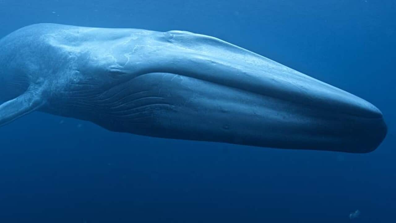 Shipping lanes off Sri Lanka may be moved to protect blue whales.