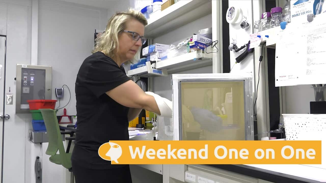 Professor Beth McGraw working with mosquitoes in the laboratory (AP).jpg