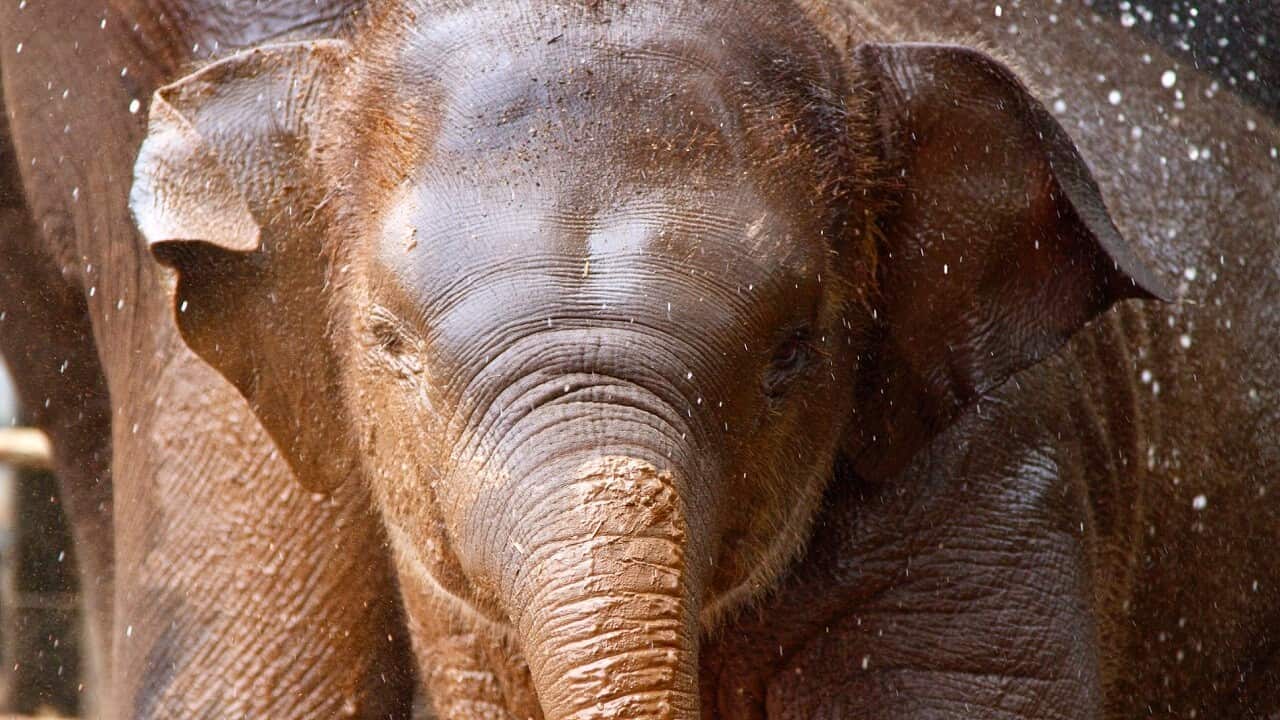 Tukta at Taronga Zoo.